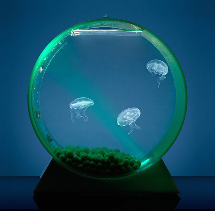 медуза в аквариуме